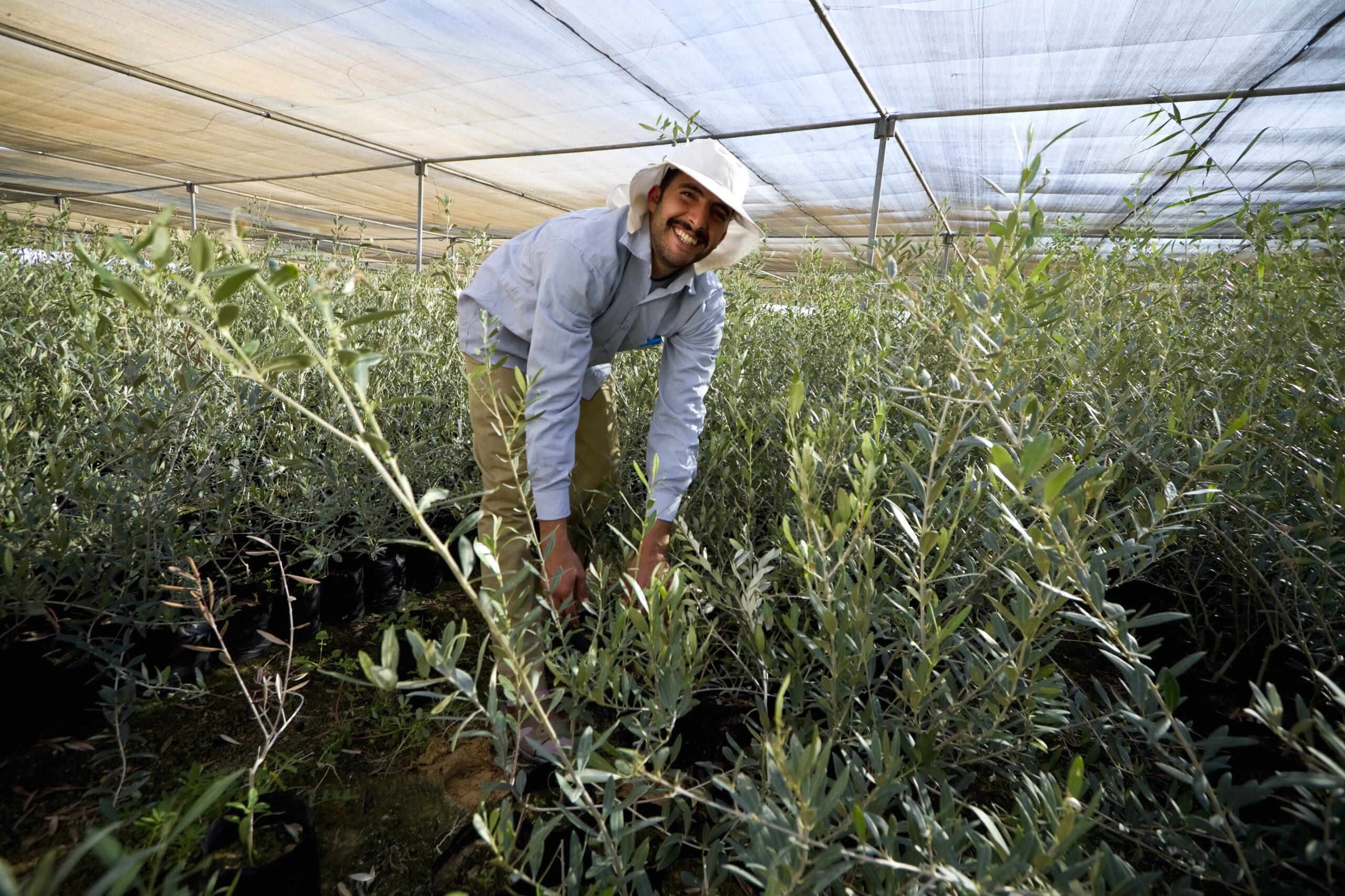 Workers at the Zaytun project's olive microprocessing unit in Siwa put olives of different sizes into baskets as they come through the unit's new grading machine.